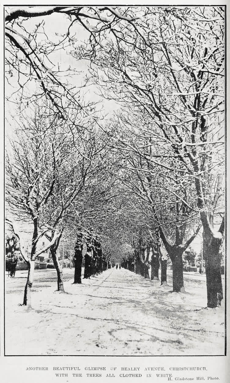 Another beautiful glimpse of Bealey Avenue, Christchurch, with the trees all clothed in white, 1919