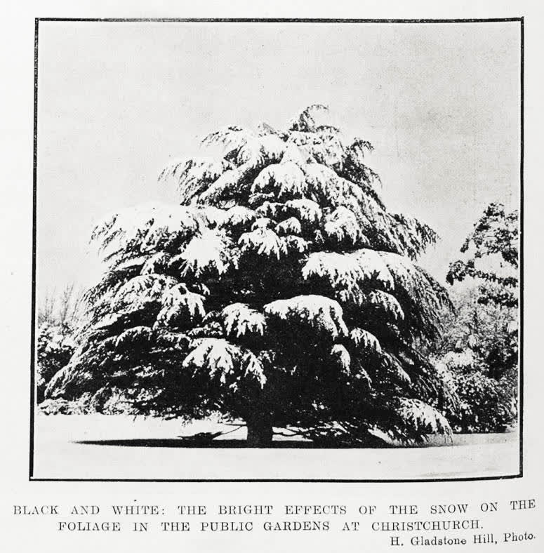 Black and white: the bright effects of the snow on the foliage in the Public Gardens at Christchurch, 1919