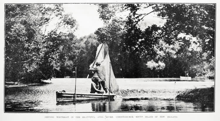 Netting whitebait in the beautiful Avon River, Christchurch, South Island of New Zealand, 1919