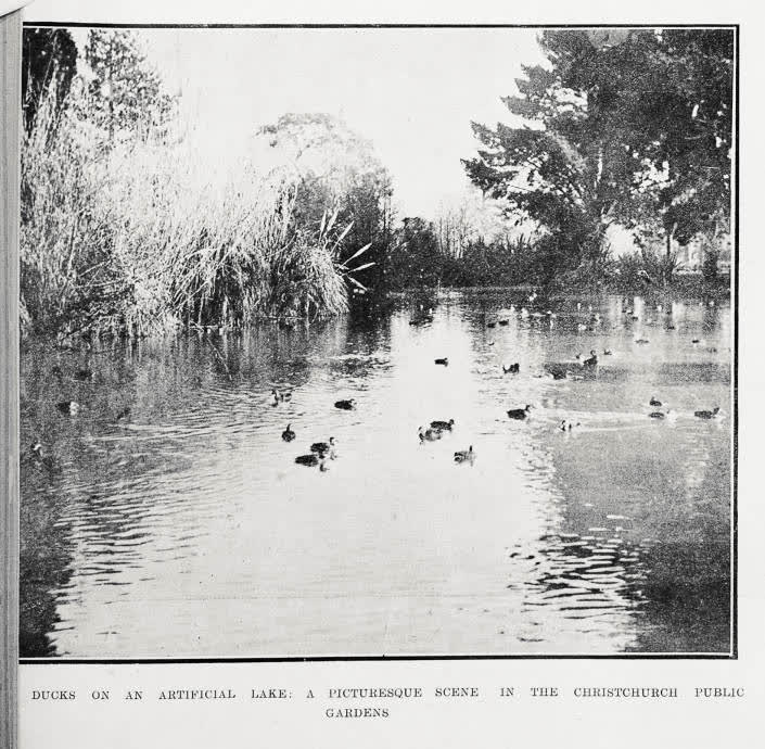 Ducks on an artificial lake: a picturesque scene in the Christchurch Public Gardens, 1920