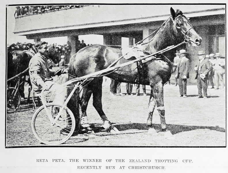Reta Peta, the winner of the New Zealand Trotting Cup, recently run at Christchurch, 1920