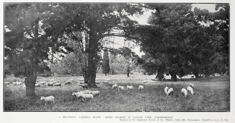 A beautiful pastoral scene: sheep grazing in Hagley Park, Christchurch, 1921