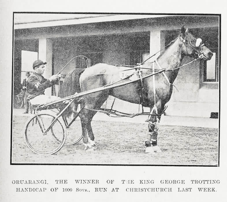 Oruarangi, the winner of the King George Trotting handicap of 1000 sovereigns, run at Christchurch last week, 1921