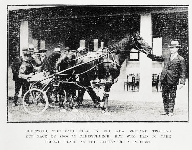 Sherwood, who came first in the New Zealand Trotting Cup race of £3000 at Christchurch, but who had to take second place as the result of a protest, 1921