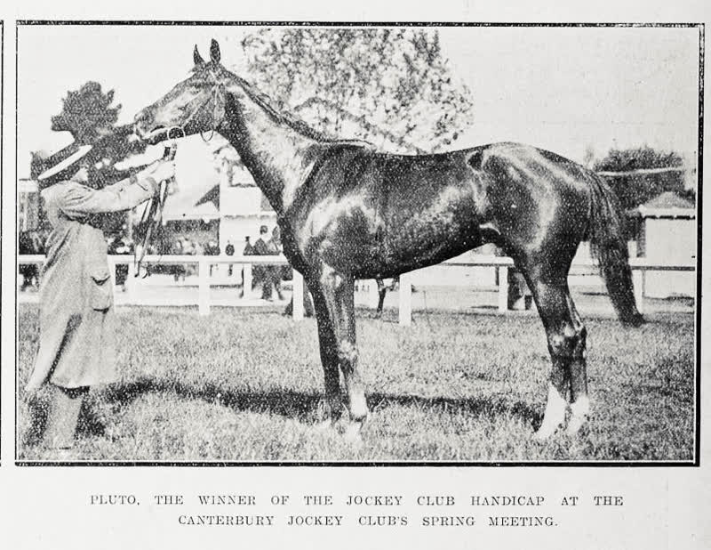 Pluto, the winner of the Jockey Club handicap at the Canterbury Jockey Club's spring meeting, 1921