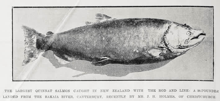 The largest quinnat salmon caught in New Zealand with the rod and line, 1922