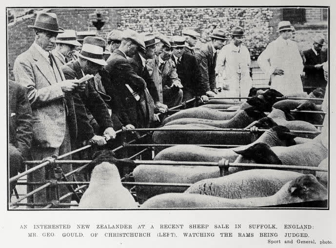 An interested New Zealander at a recent sheep sale in Suffolk, England, 1922