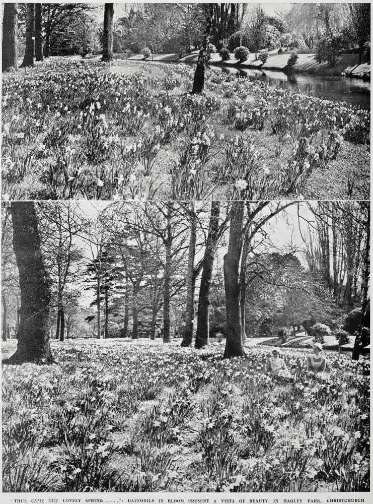 'Thus came the lovely spring....': daffodils in bloom present a vista of beauty in Hagley Park, Christchurch, 1936