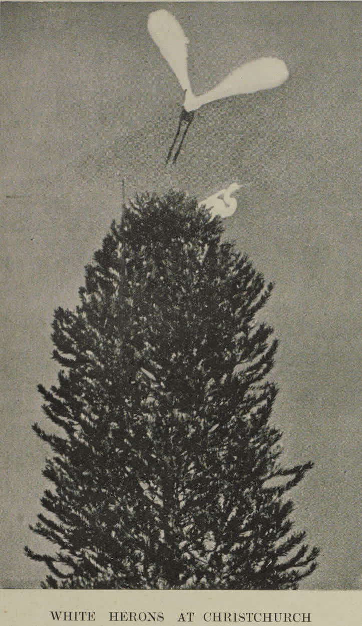 White herons at Christchurch, 1936