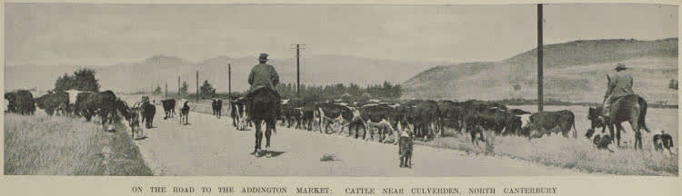 On the road to the Addington market: cattle near Culverden, north Canterbury, 1937