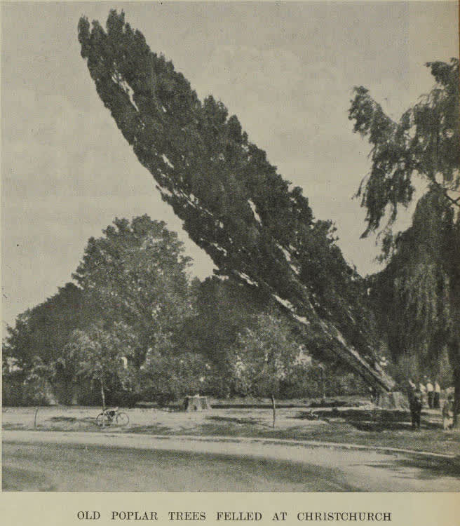 Old poplar trees felled at Christchurch, 1939