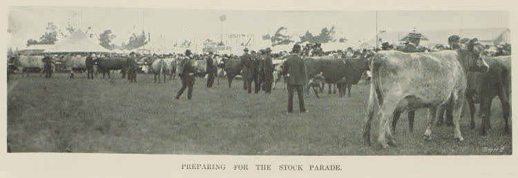 Preparing for the stock parade, 1903
