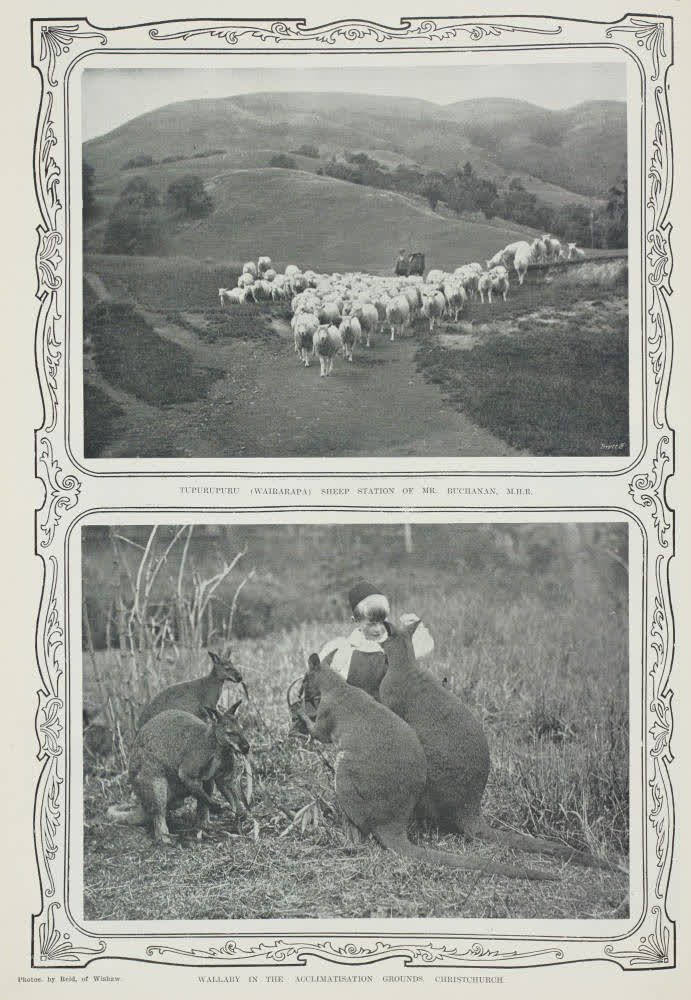 Wallaby in the Acclimatisation Grounds. Christchurch, 1904