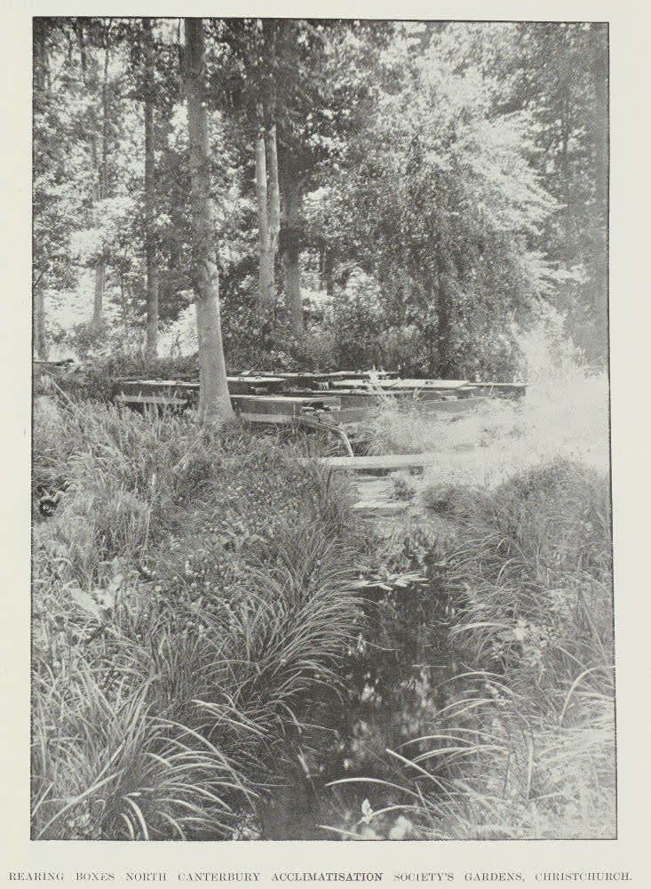 Rearing boxes North Canterbury Acclimatisation Society's gardens, Christchurch, 1904