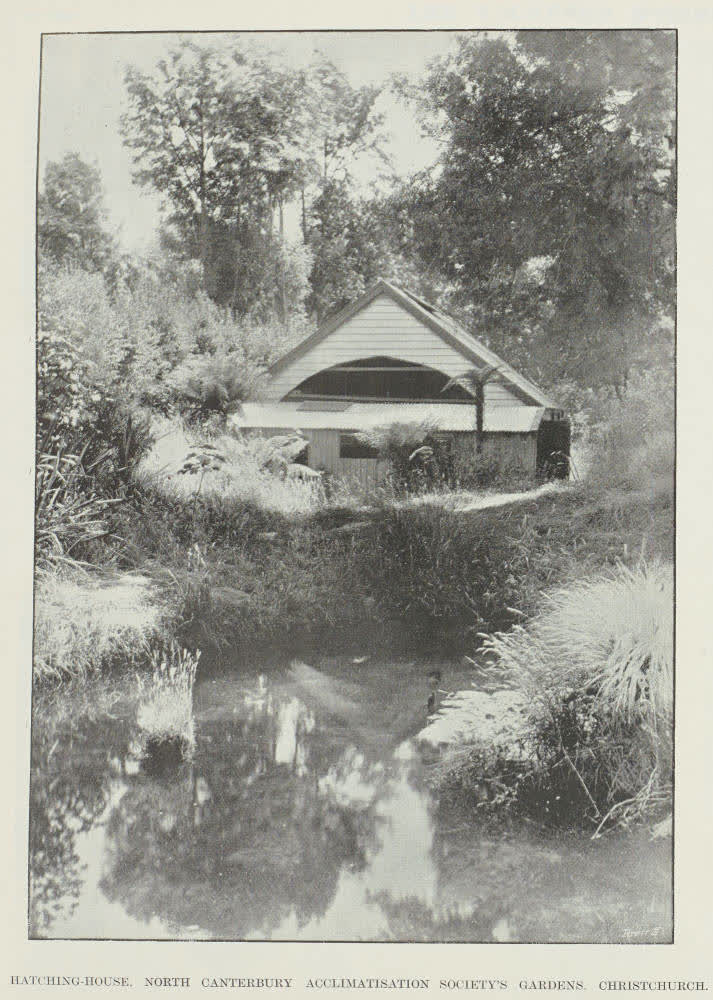 Hatching-house, North Canterbury Acclimatisation Society's gardens, Christchurch, 1904