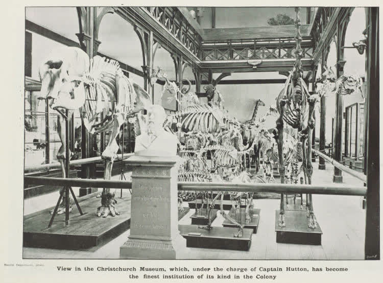 View in the Christchurch Museum, which, under the charge of Captain Hutton, has become the finest institution of its kind in the colony, 1905