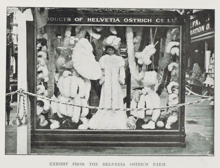 Exhibit from the Helvetia Ostrich Farm, 1906