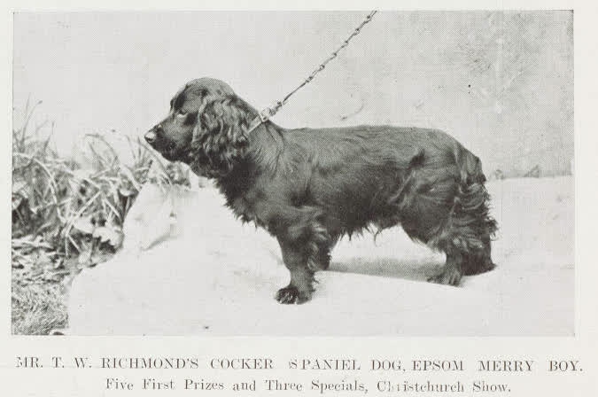 Mr. T. W. Richmond's cocker spaniel dog, Epsom Merry Boy, 1907