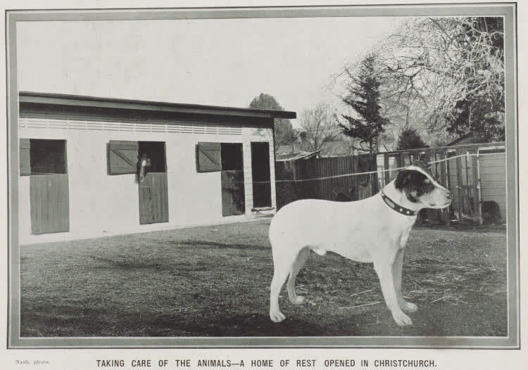 Taking care of the animals - a home of rest opened in Christchurch, 1912