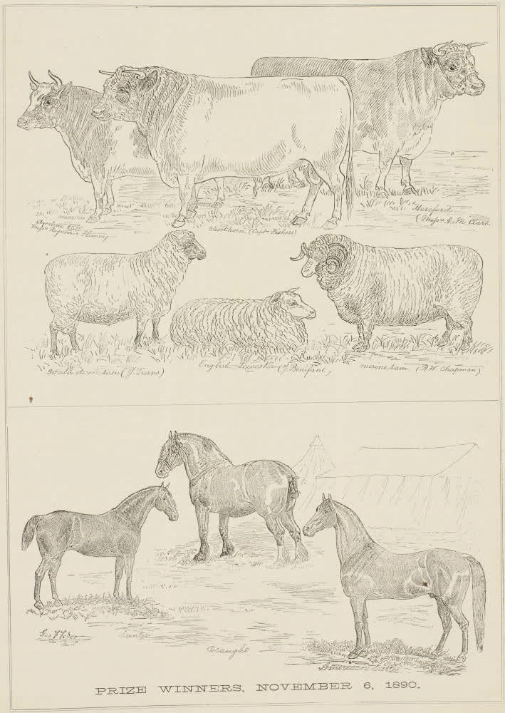 Canterbury Metropolitan Show prize winners, November 6, 1890, 1890