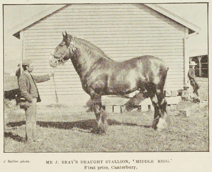 Mr J. Bray's draught stallion, Middle Rigg, 1894