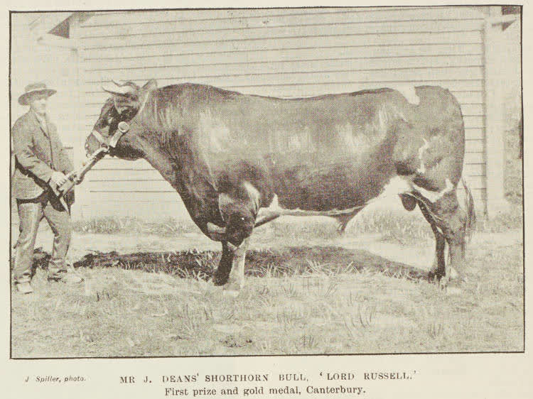 Mr J. Deans' shorthorn bull, Lord Russell, 1894