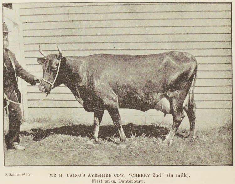 Mr H Laing's Ayrshire Cow, Cherry 2nd (in milk) - First Prize, Canterbury, 1894