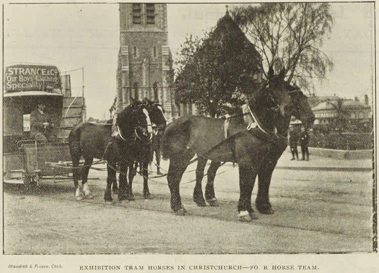 Exhibition tram horses in Christchurch - for a horse tram, 1895