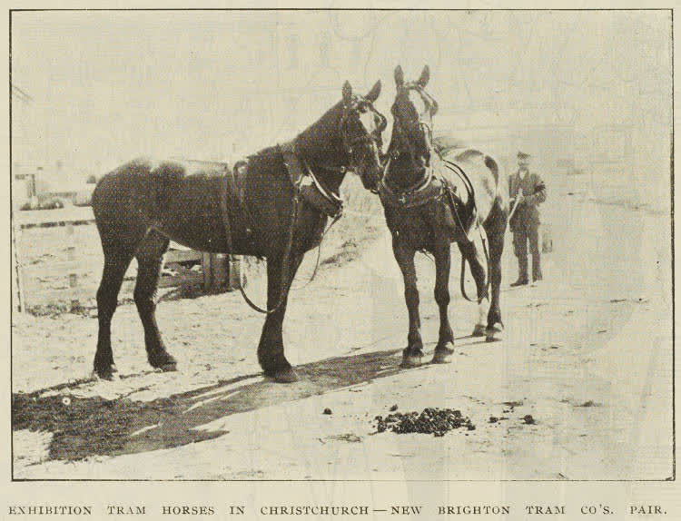 Exhibition tram horses in Christchurch - New Brighton Tram Co.'s pair, 1895