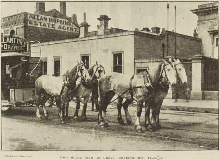 Four-horse team of Greys - Christchurch Tram Co., 1895