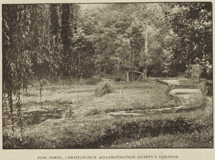 Fish ponds, Christchurch Acclimatisation Society's gardens, 1896