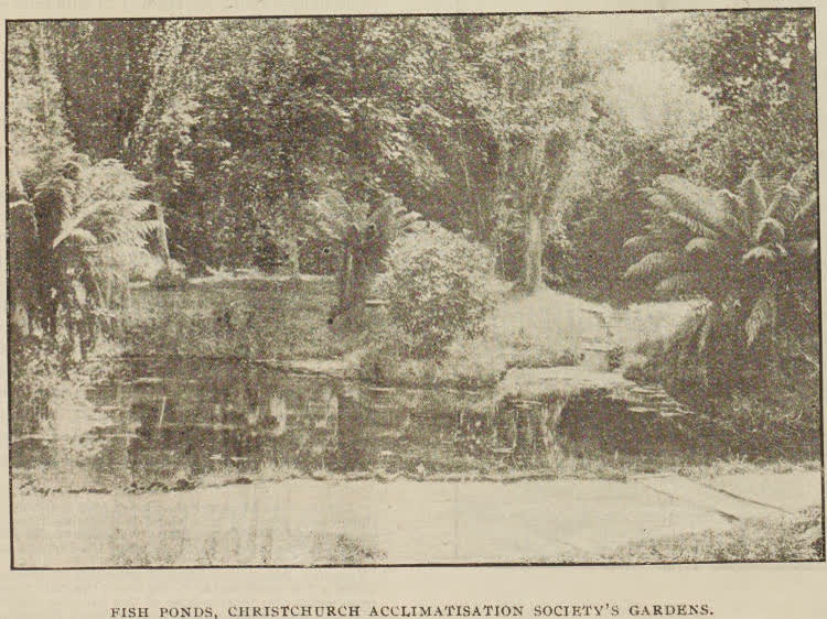 Fish ponds, Christchurch Acclimatisation Society's gardens, 1896