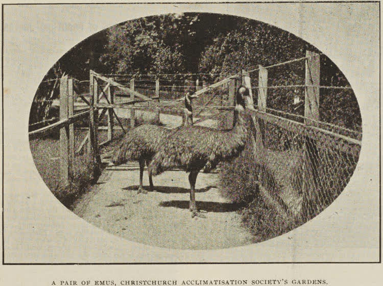 A pair of emus, Christchurch Acclimatisation Society's gardens, 1896