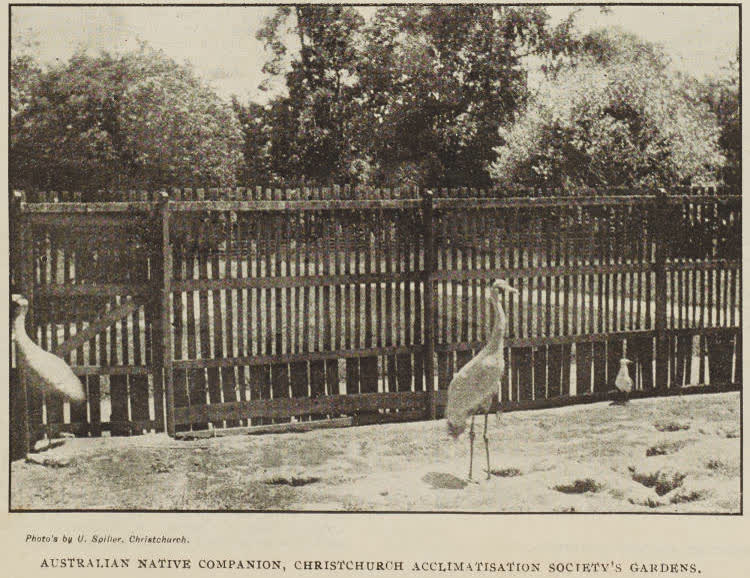 Australian native companion, Christchurch Acclimatisation Society's gardens, 1896