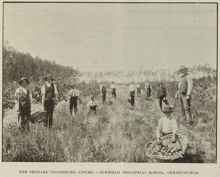 The orchard, gathering apples - Burnham Industrial School, Christchurch, 1896
