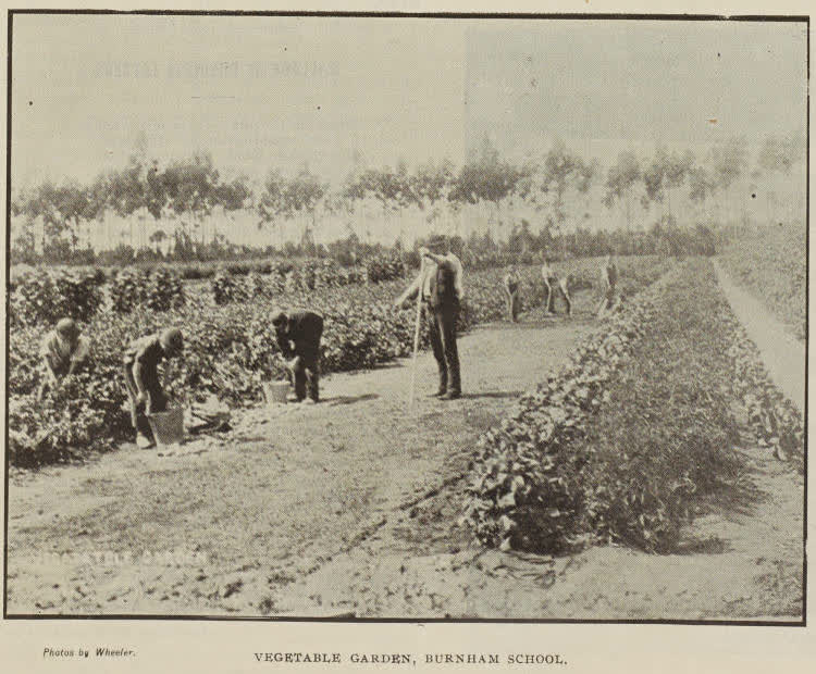 Vegetable garden, Burnham School, 1896