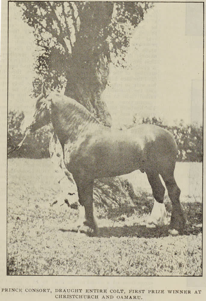 Prince Consort, Draught Entire Colt, first prize winner at Christchurch and Oamaru, 1896