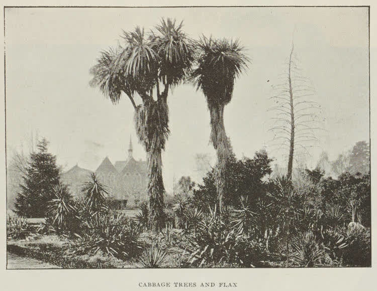 Cabbage trees and flax, 1896