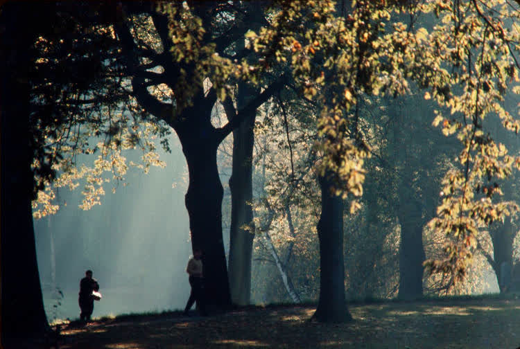 Trees in Hagley Park, Christchurch, 1980