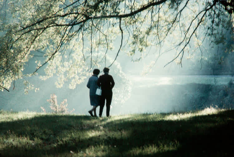 Trees in Hagley Park, Christchurch, 1980