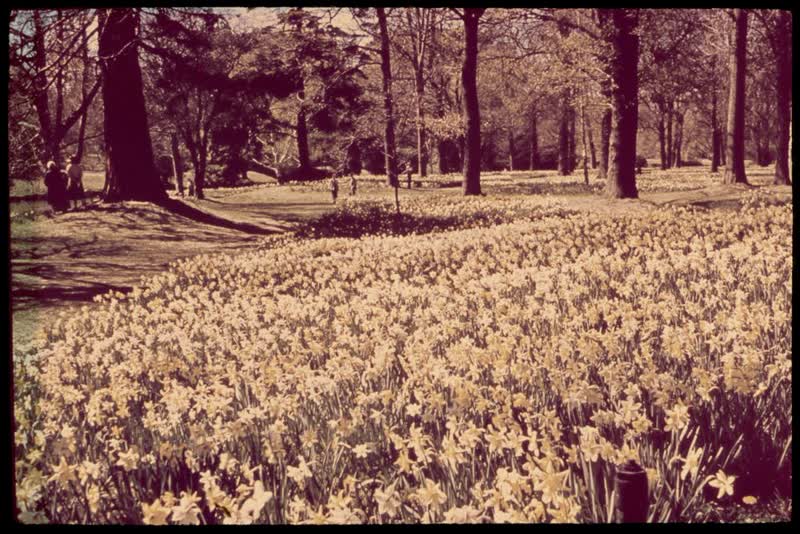 Christchurch, Daffodils in Hagley Park, 1959