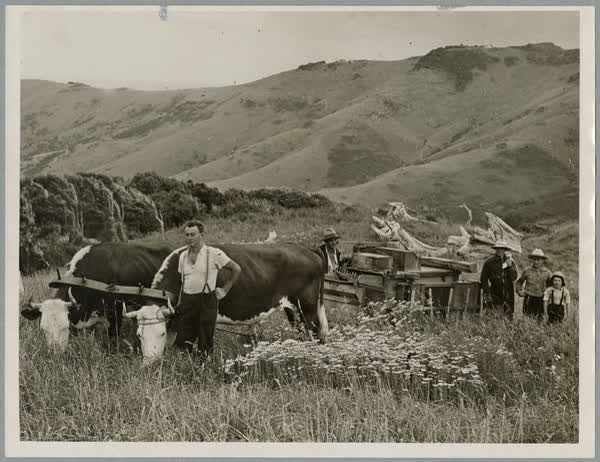 Bullock team on the Banks Peninsula, 1940