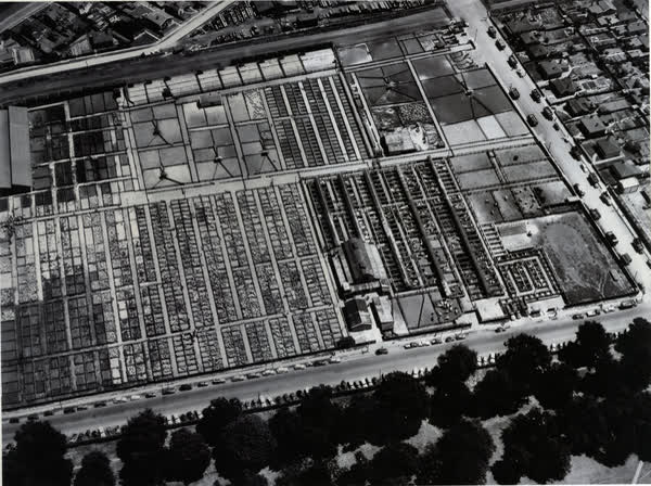 Aerial view of Addington Sale yards, 1950