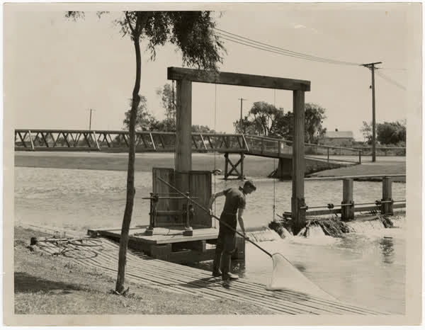 Whitebaiting on the Avon River, 1940