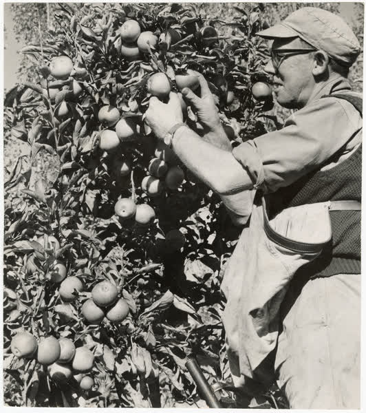 Apple picking, 1965