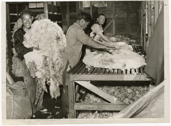 Sheep fleece being rolled, 1940