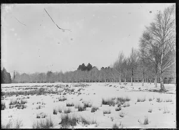 Trees with snow in Hagley Park, 1900