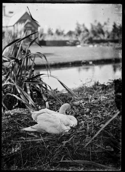 Swan on a nest, 1900