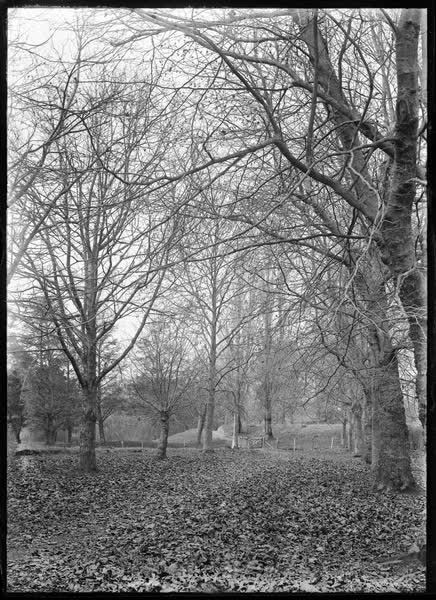Mature trees in Hagley Park, 1900