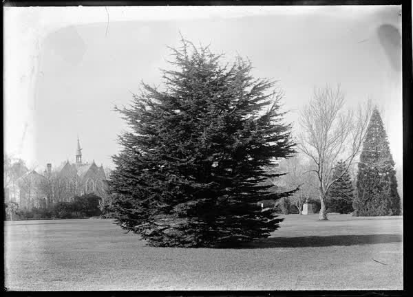 Specimen trees at eastern end of Botanic Gardens, 1900